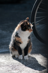 今池駅の三毛猫