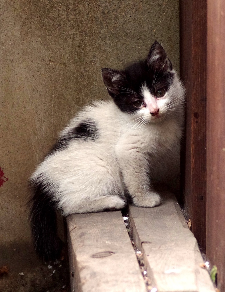 こねこ