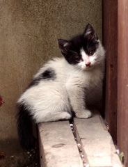 こねこ