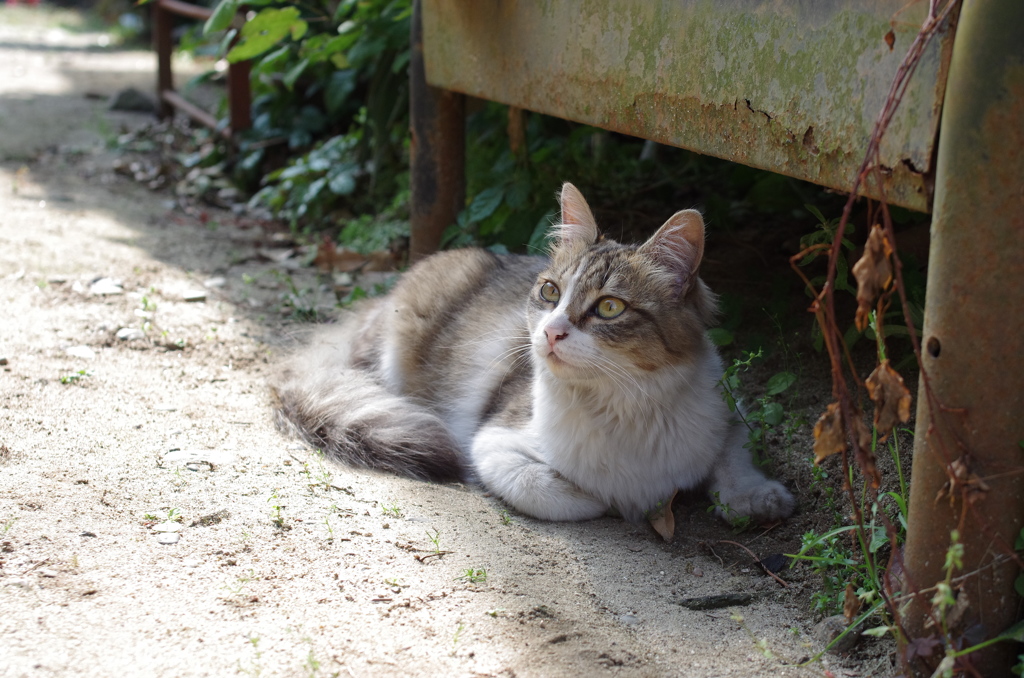 ねこ