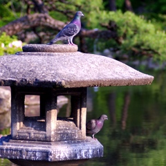 鶴舞公園の鳩