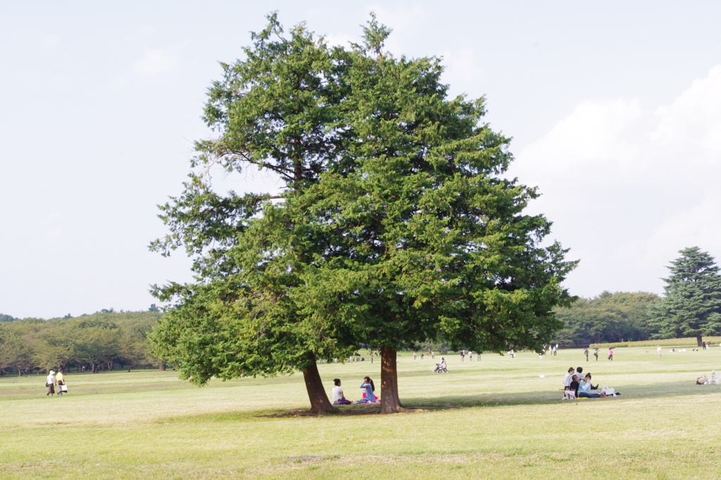 素敵な公園
