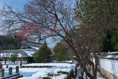 雪の屋島寺２