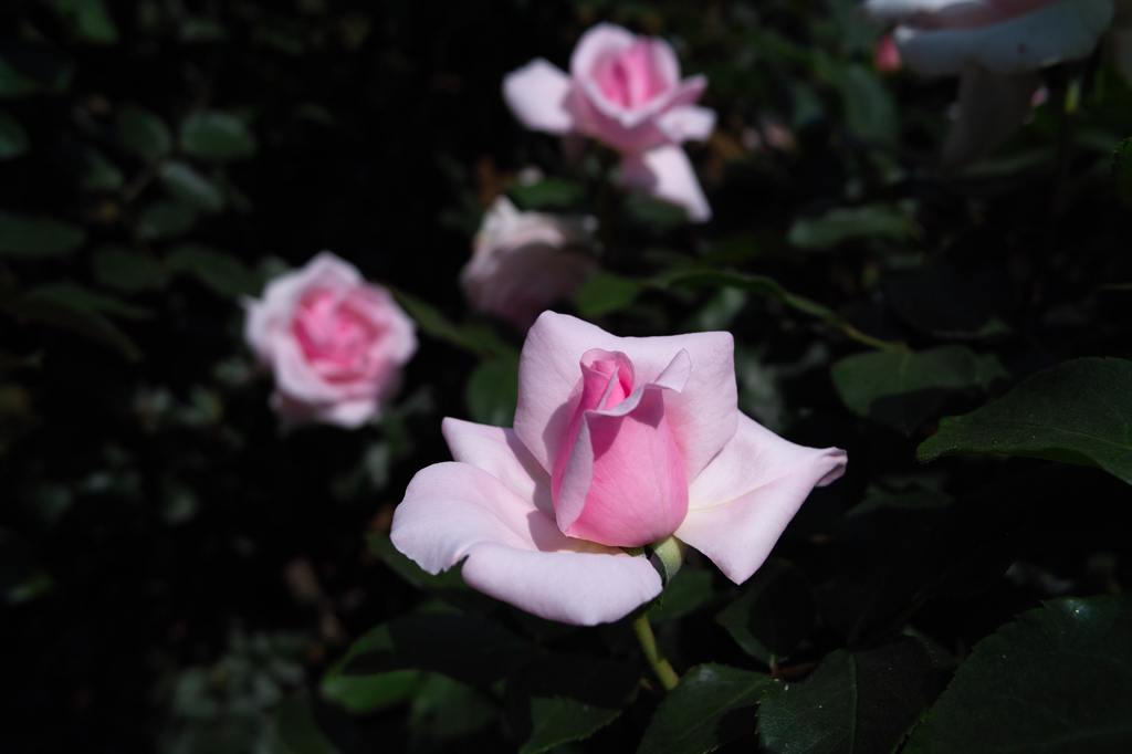 SDIM0312