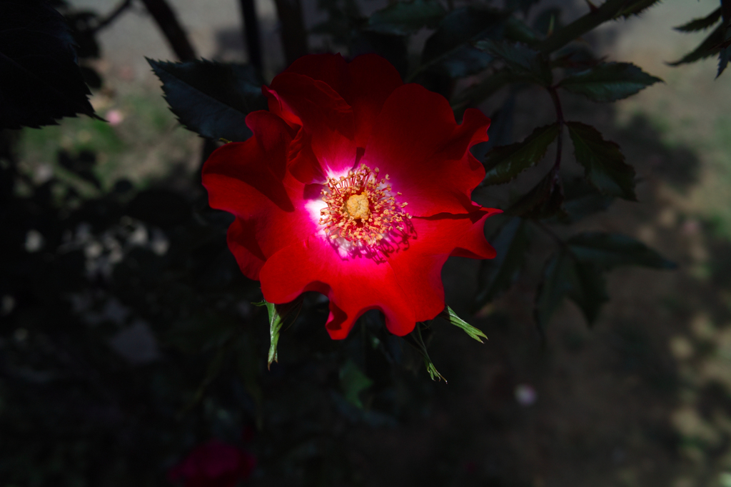 SDIM0337