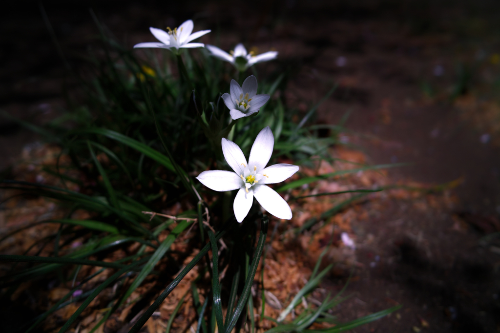 SDIM0137