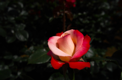 SDIM0311