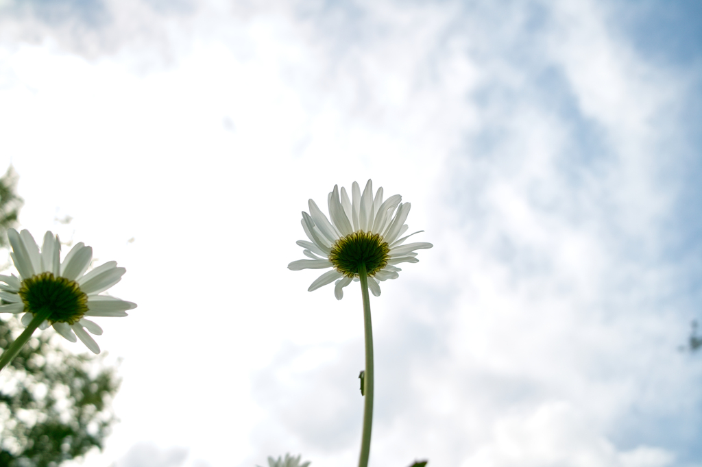 SDIM0285