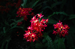 SDIM0278