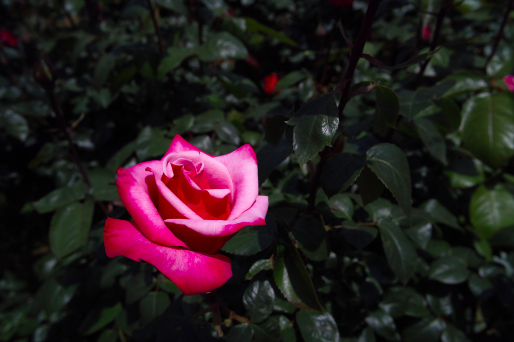 SDIM0431
