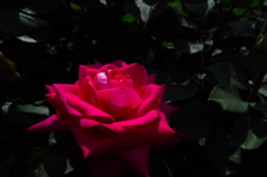 SDIM0350
