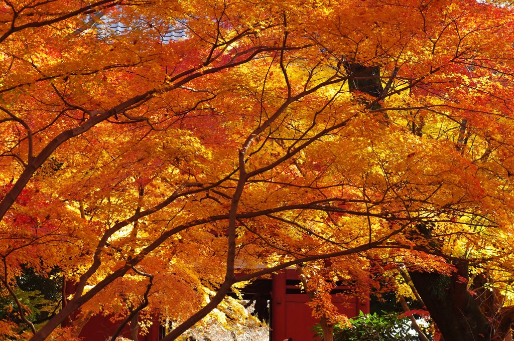 秋の本土寺紅葉