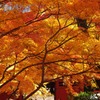 秋の本土寺紅葉
