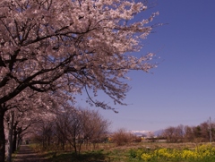 菜の花と桜