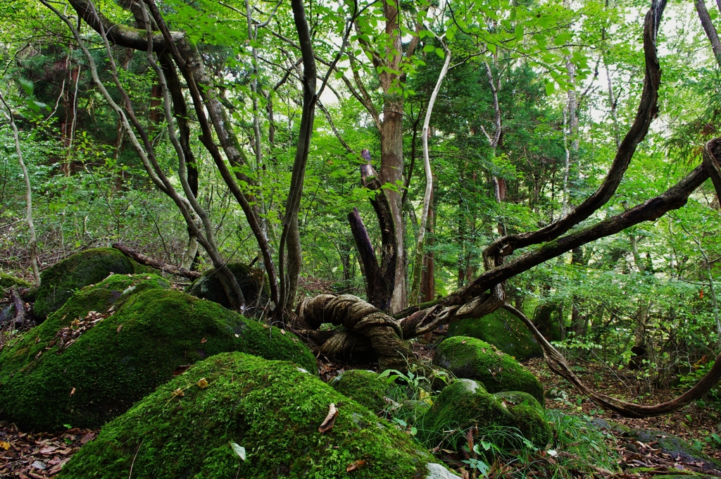 苔の世界