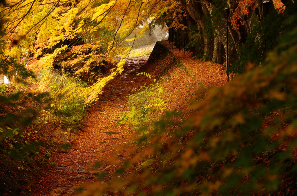 紅葉トンネル