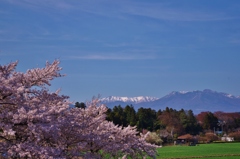 桜と雪山