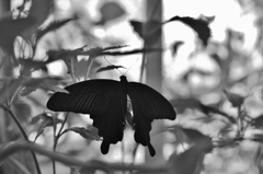 黒アゲハ