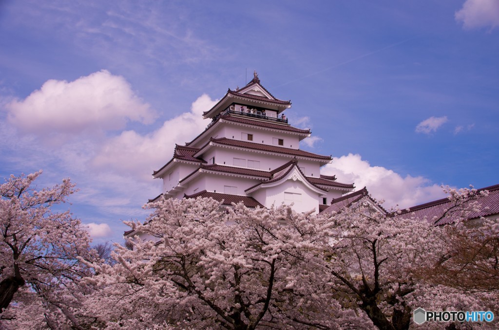 鶴ヶ城と桜①