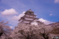 鶴ヶ城と桜①