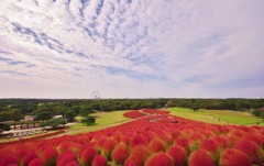 国営ひたち海浜公園コキア