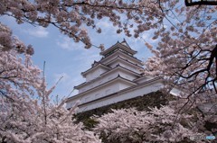 鶴ヶ城と桜⑤