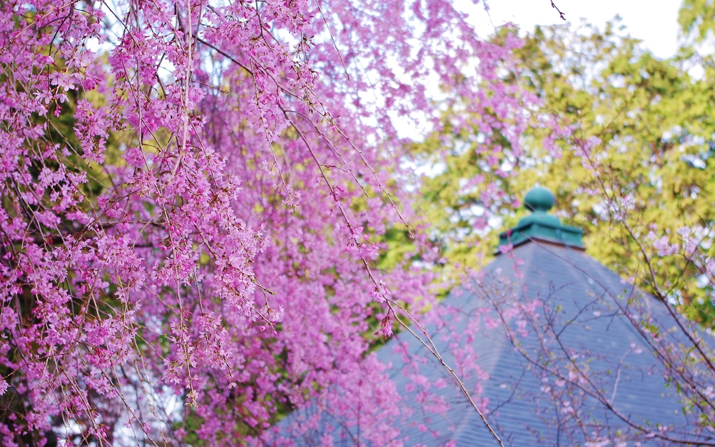 しだれ桜