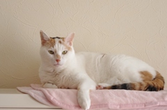三毛猫　とび三毛
