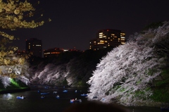千鳥ヶ淵 夜桜