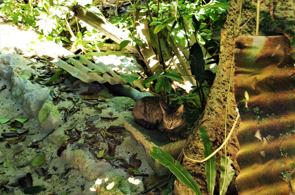 ちゅら猫