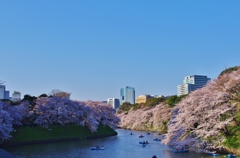 千鳥ヶ淵 桜②