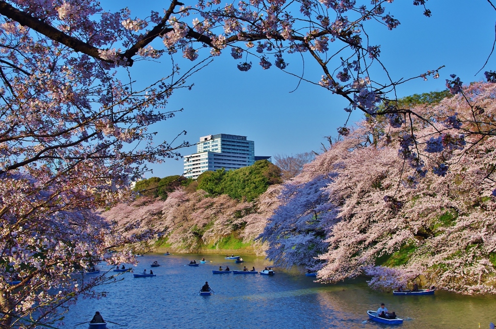 千鳥ヶ淵 桜①
