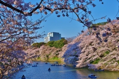 千鳥ヶ淵 桜①