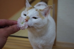 春の香り