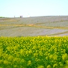 ネモフィラと菜の花