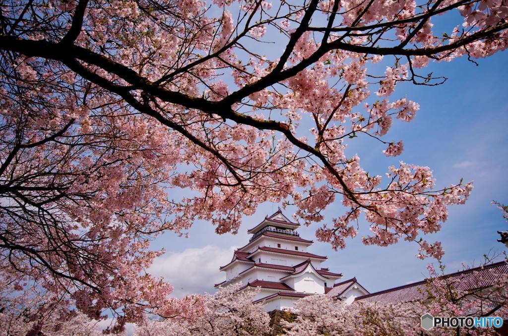 鶴ヶ城と桜④