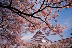 鶴ヶ城と桜④