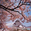 鶴ヶ城と桜④