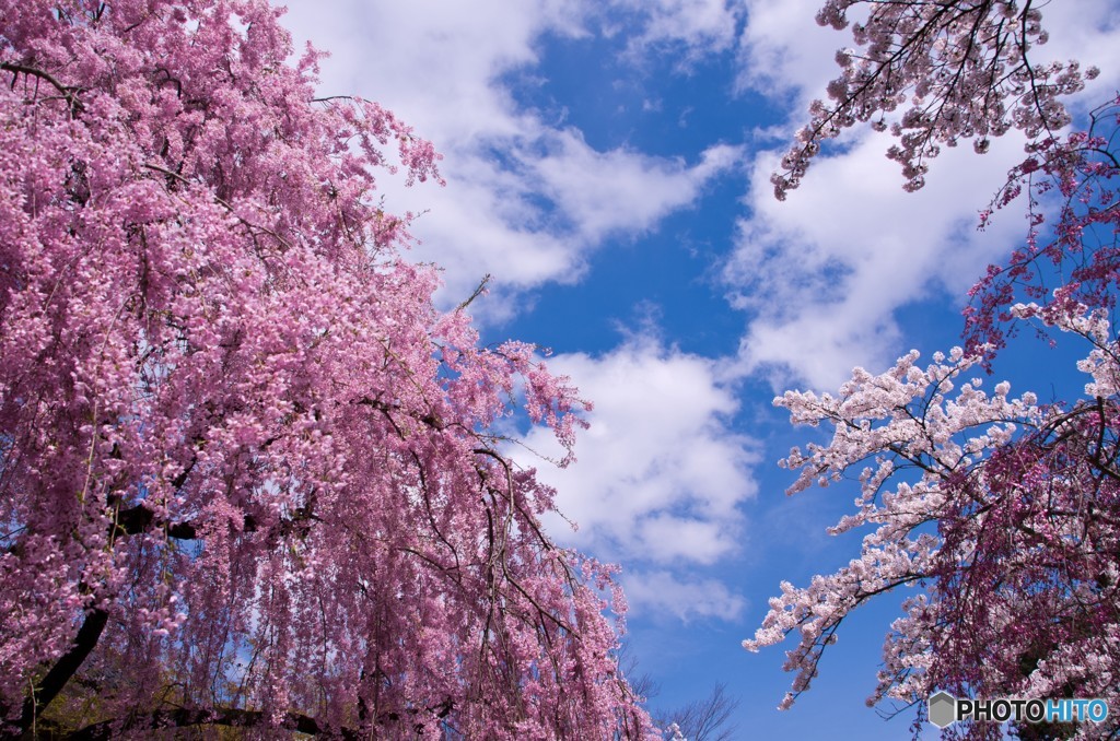 鶴ヶ城と桜③　