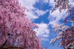 鶴ヶ城と桜③　