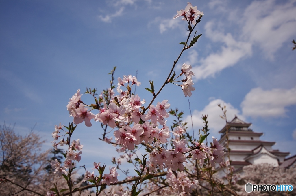 鶴ヶ城と桜②