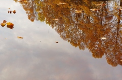 反対側の紅葉