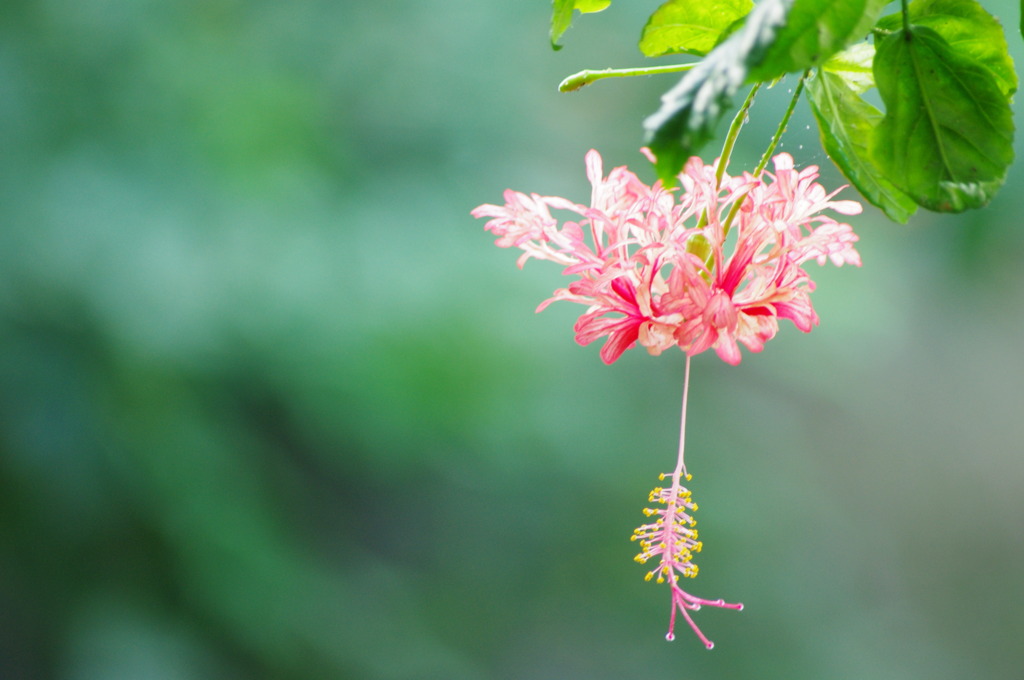 熱帯の花