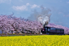真岡鉄道　桜と菜の花とＳＬ