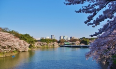 千鳥ヶ淵 桜③