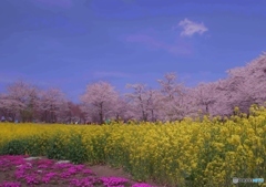 赤城南面千本桜