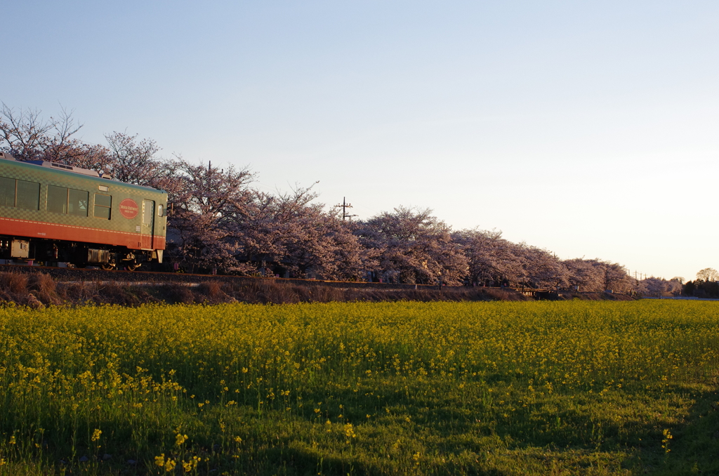 夕暮れの真岡鉄道