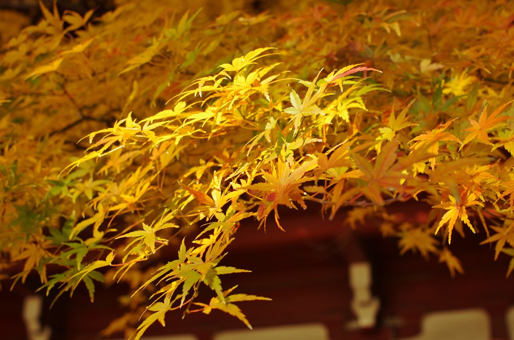 秋の本土寺