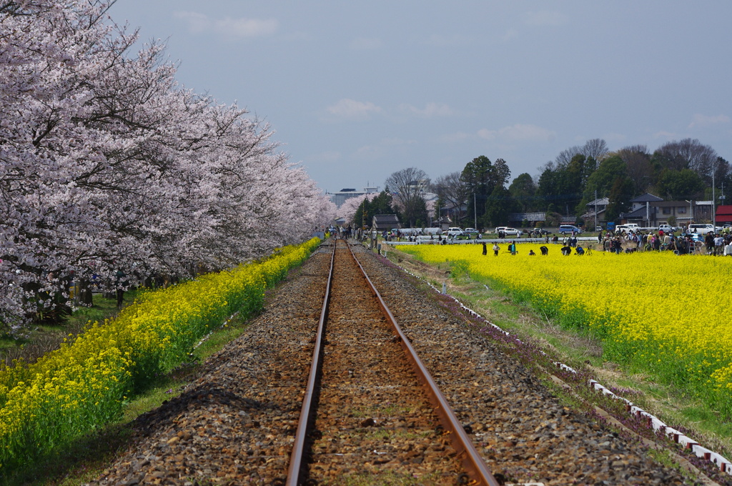 真岡鉄道②（昼）