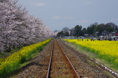 真岡鉄道②（昼）